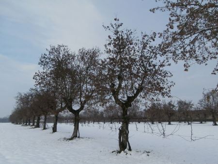 Alberi monumentali