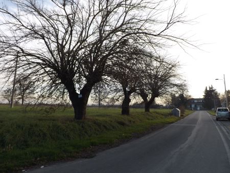 Alberi monumentali