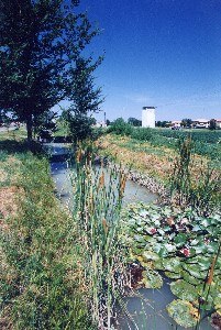 SanRocco2.jfif